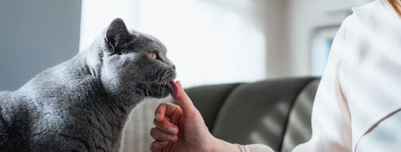 Cat in a supported living home